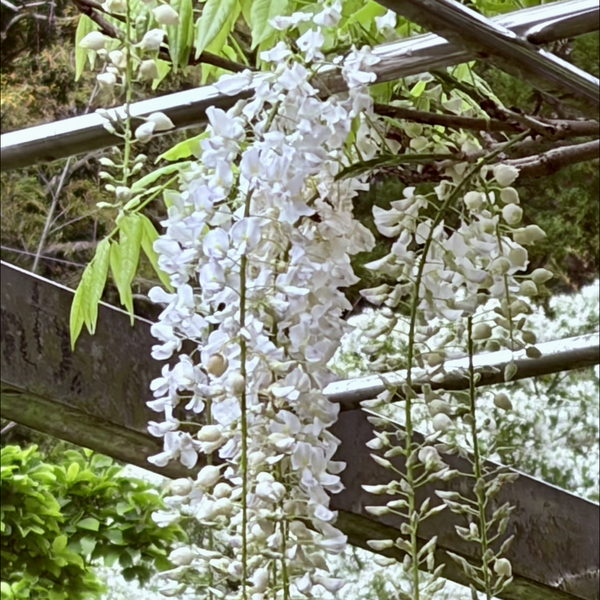 療養中