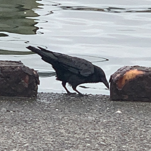 からすま
