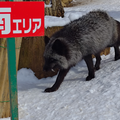 太陽系デスコ コラボ