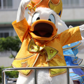 沈丁花