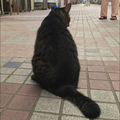 世界中の誰よりきっと【エアハモ】