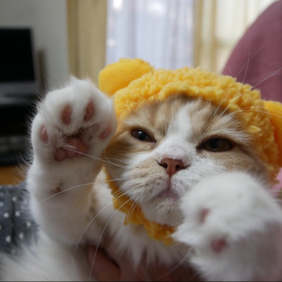 れいりゅー