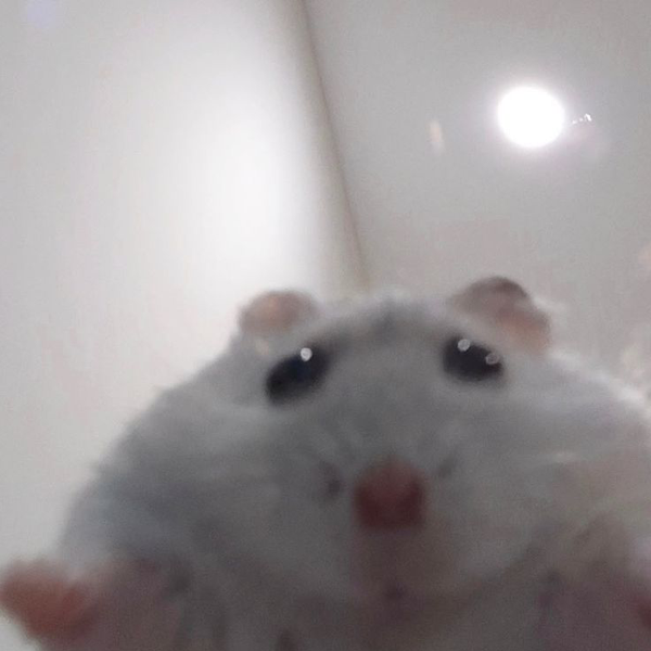 shino