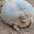 小夜子