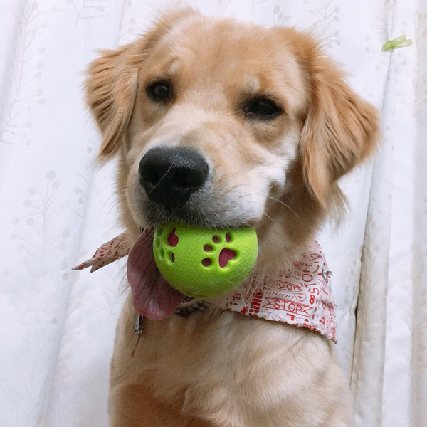 わんこ｡ÓωÒ)ﾉ