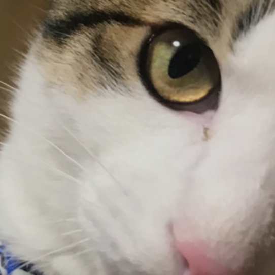 たゆたゆ