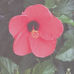 乱華