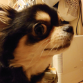 ハニィドンクライ