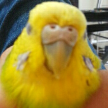 Image 0
