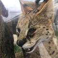 ようこそジャパリパークへ