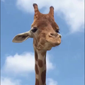 スノースマイル
