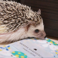 「叶わなかった想い」