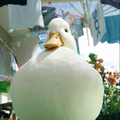 ライラック【エアハモ】