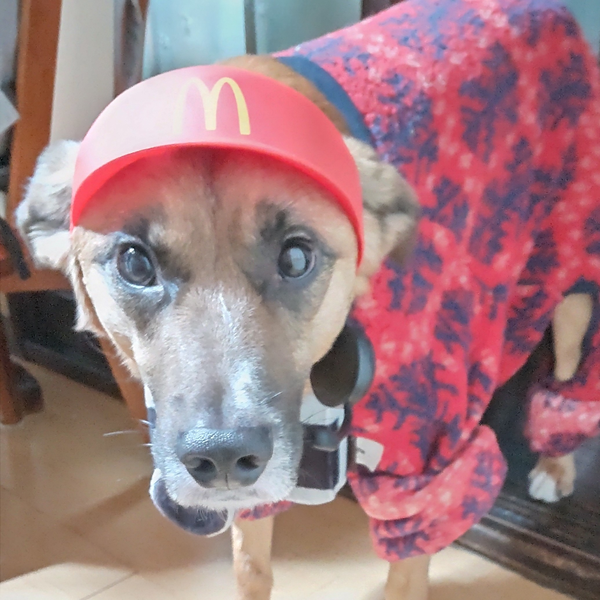 ノラ