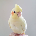 蝶