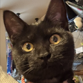 🐿夢伝説 (🥁🎸🐿)