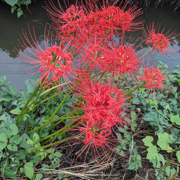 紫煙
