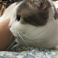 卒業写真 【エアハモ】
