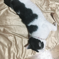 蝶