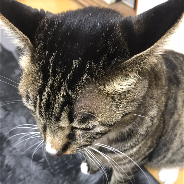 めぶ
