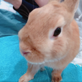 上を向いて歩こう【コラボ】
