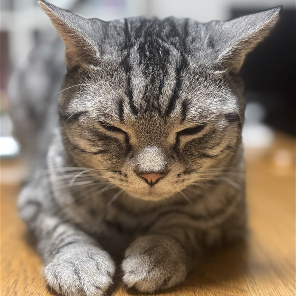 はる 🐾  声が戻らない ¨̮⃞ 🄷 🄰 🅁 🅄 ¨̮⃞