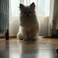 すーぱーぬこわーるど コラボ済