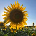 バクチダンサー  コラボ用