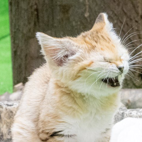 しあ