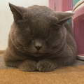 サンドリヨン