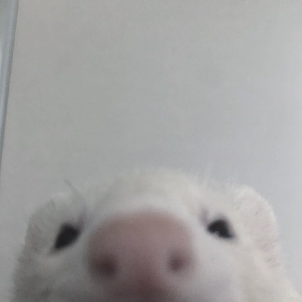 ち