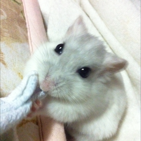 mike🐹