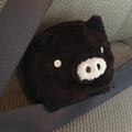 アゲハ蝶
