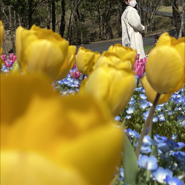 花風