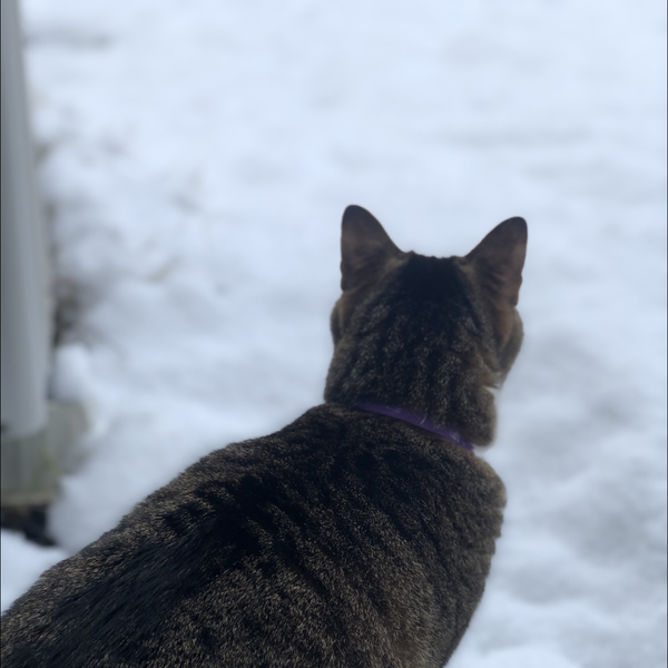 キジトラ((猫))