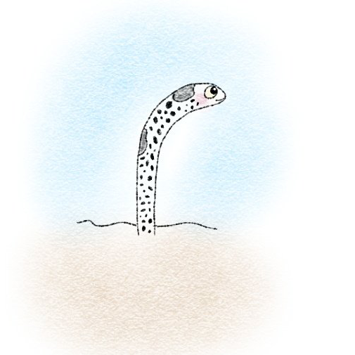 チンアナゴ