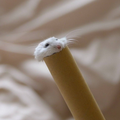 蝉の声真似