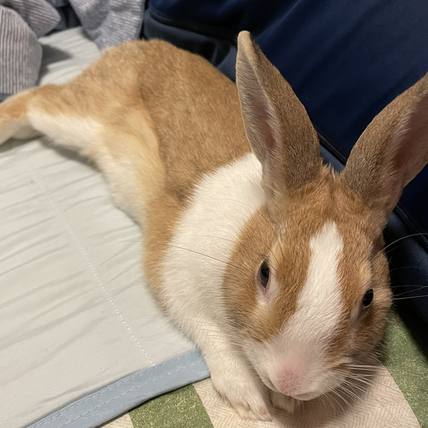 みぃ🐰✨少しお休みします🙂‍↕️
