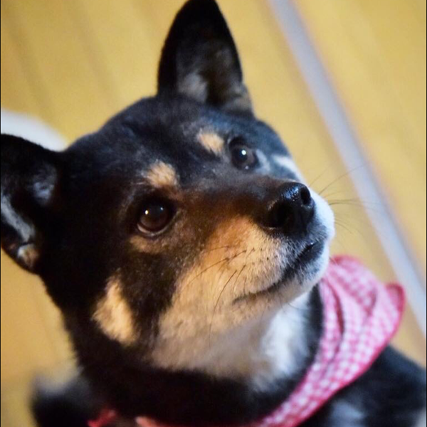 みらい