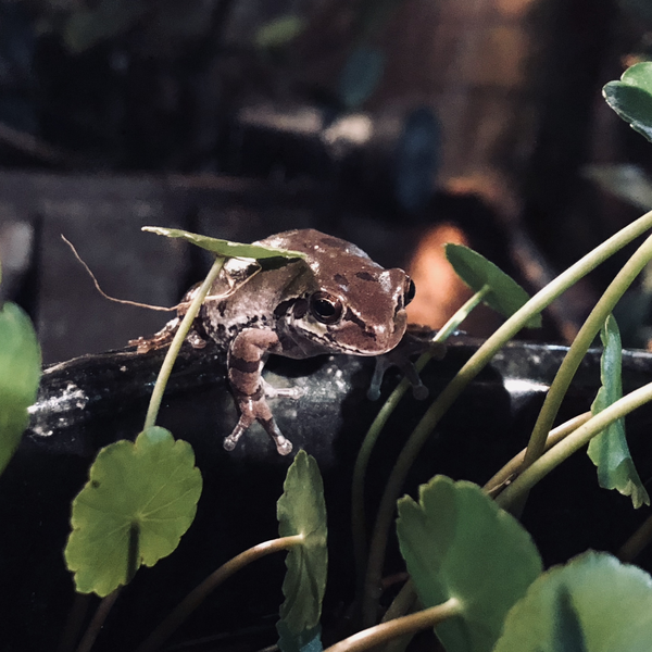けろ🐸