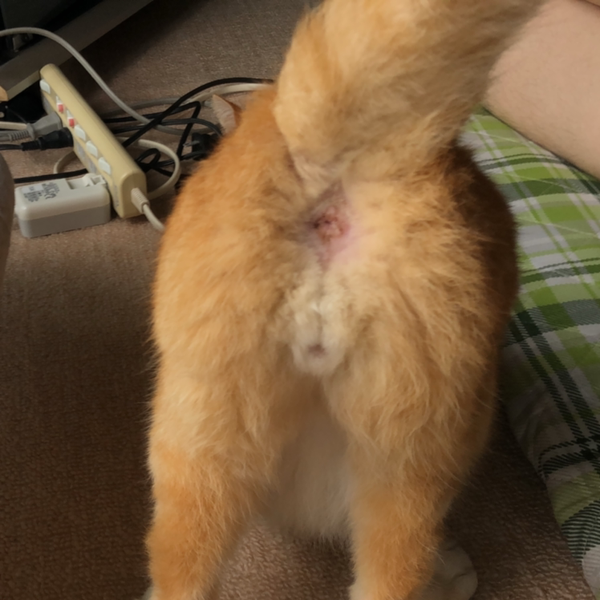 顎痛えなっつん