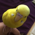 天ノ弱 コラボ済