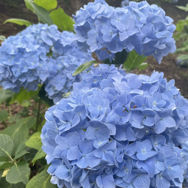 にー。