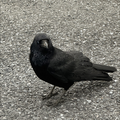 はなびら