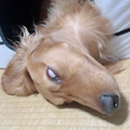 ドレミファロンド