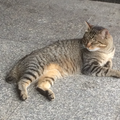 いーあるふぁんくらぶ