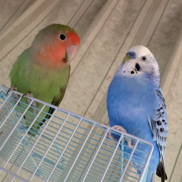 インコちゃん！