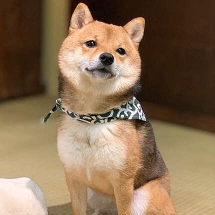 はげてる