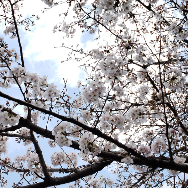 ゲイル🌸