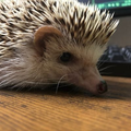 モザイクロール